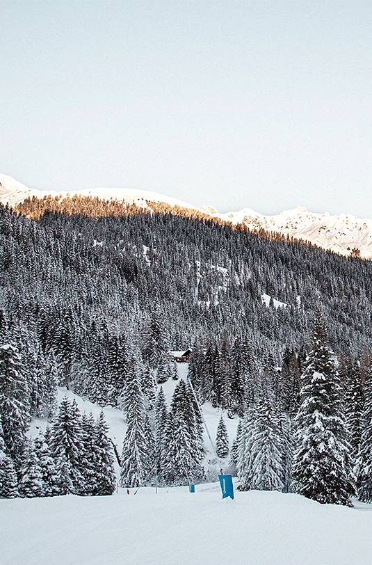 Schneebedeckte Berge und Tannenbäume