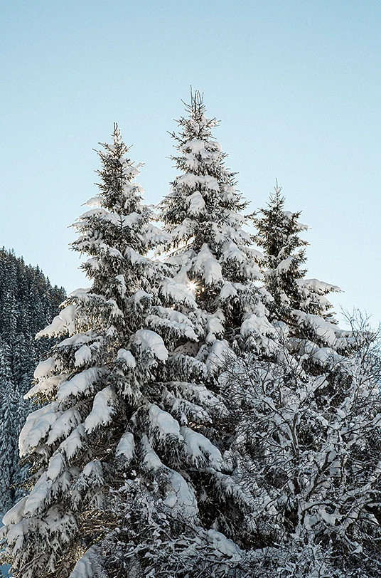 Schneebedeckte Bäume im Winter