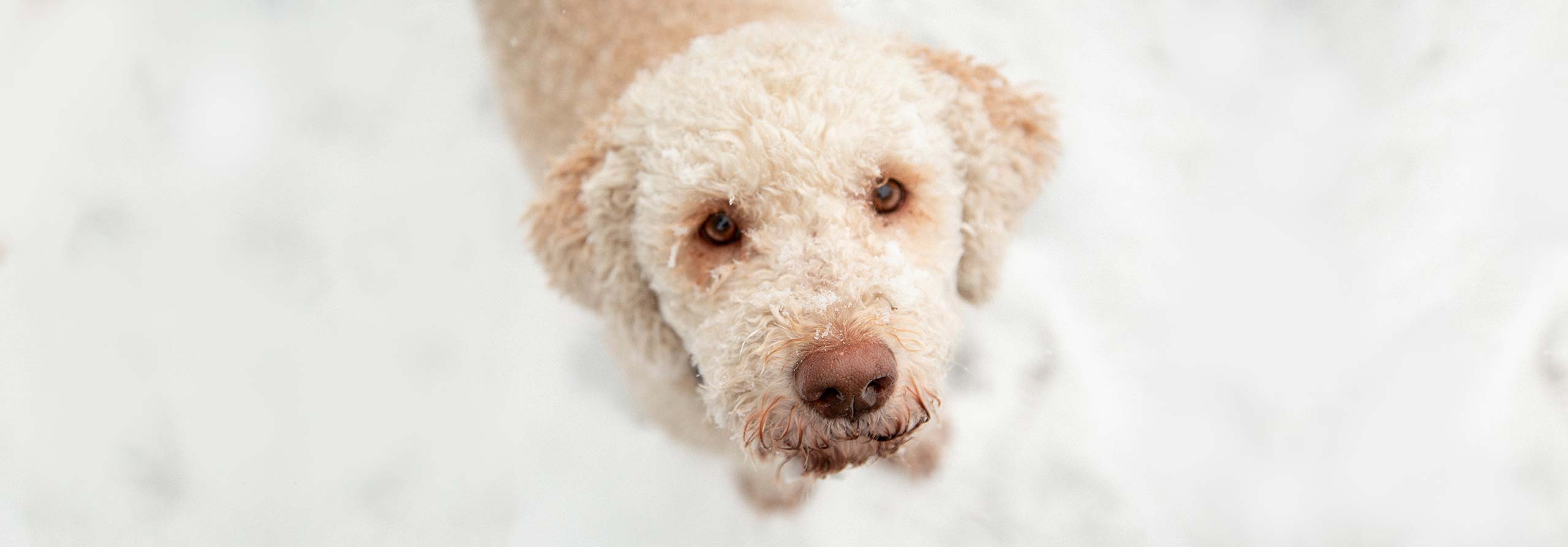Urlaub mit Hund im Montafon